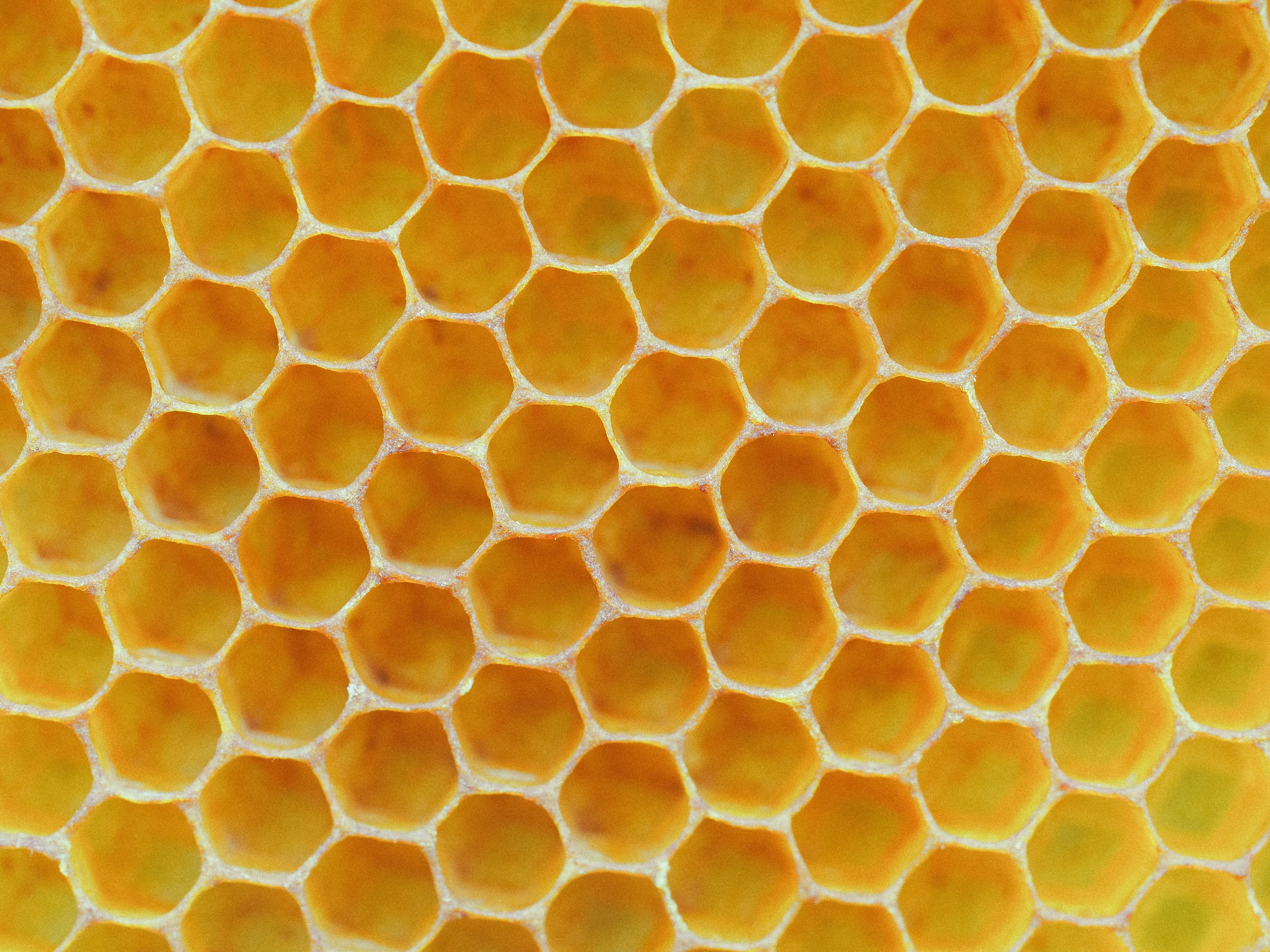 Abstract cover image for The Honeycomb Structure